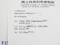微皮傘屬藏品圖，第2張