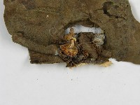 微皮傘屬藏品圖，第3張