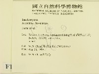 乳菇屬藏品圖，第2張