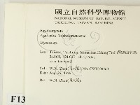 小菇屬藏品圖，第2張