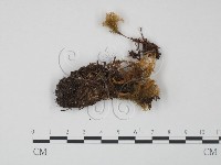 紅菇屬藏品圖，第1張