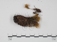 紅菇屬藏品圖，第3張