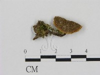 登錄號:F0013390藏品圖，第1張