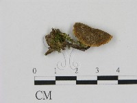 登錄號:F0013390藏品圖，第3張