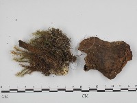 登錄號:F0013391藏品圖，第1張