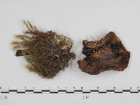 登錄號:F0013391藏品圖，第3張