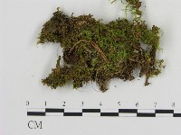 登錄號:F0013392藏品圖，第1張