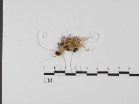 登錄號:F0013393藏品圖，第1張
