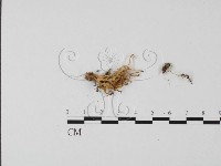 登錄號:F0013393藏品圖，第3張