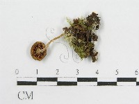 登錄號:F0013396藏品圖，第3張