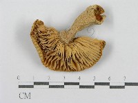 登錄號:F0013397藏品圖，第1張
