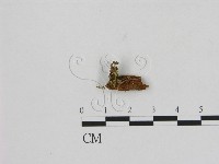 登錄號:F0013398藏品圖，第1張