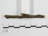 微皮傘屬藏品圖，第3張