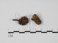 登錄號:F0013400藏品圖，第1張