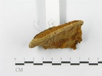 登錄號:F0013402藏品圖，第4張