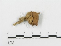 登錄號:F0013403藏品圖，第1張