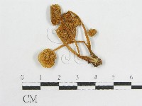 登錄號:F0013404藏品圖，第1張