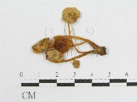 登錄號:F0013404藏品圖，第3張