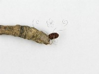 登錄號:F0013405藏品圖，第5張