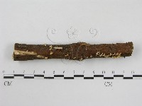 登錄號:F0013406藏品圖，第1張