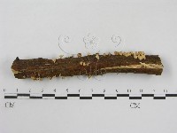 登錄號:F0013406藏品圖，第3張