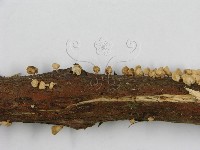 登錄號:F0013406藏品圖，第6張