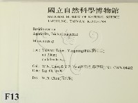 小皮傘屬藏品圖，第2張