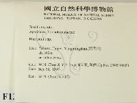 小皮傘屬藏品圖，第2張