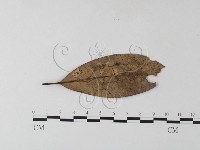 小皮傘屬藏品圖，第3張