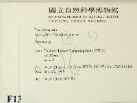 小菇屬藏品圖，第2張