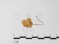小菇屬藏品圖，第3張