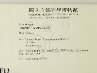小皮傘屬藏品圖，第2張
