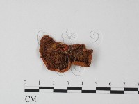 登錄號:F0013412藏品圖，第3張