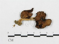 登錄號:F0013414藏品圖，第1張