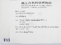微皮傘屬藏品圖，第2張