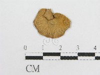 微皮傘屬藏品圖，第3張