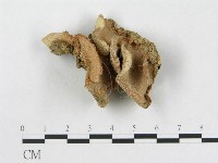 登錄號:F0013417藏品圖，第1張