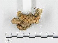 登錄號:F0013417藏品圖，第4張