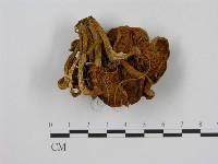 登錄號:F0013418藏品圖，第3張