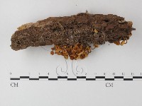 小菇屬藏品圖，第3張