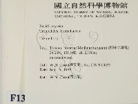 銀耳屬藏品圖，第2張
