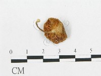 登錄號:F0013421藏品圖，第1張