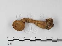 登錄號:F0013425藏品圖，第1張