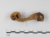 登錄號:F0013425藏品圖，第3張