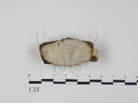 登錄號:F0013427藏品圖，第1張