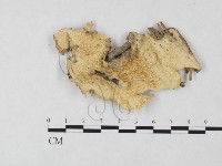 登錄號:F0013430藏品圖，第1張