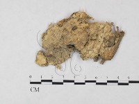 登錄號:F0013430藏品圖，第4張