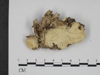 登錄號:F0013433藏品圖，第3張