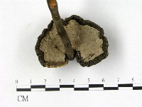 登錄號:F0013434藏品圖，第3張