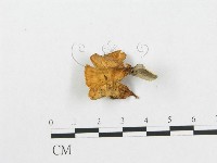 登錄號:F0013435藏品圖，第1張